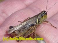 /home//u458753944/public_html/sourcegallery//////////Insects and small critters/grasshoppers and crickets (Orthoptera)/P1050989.JPG